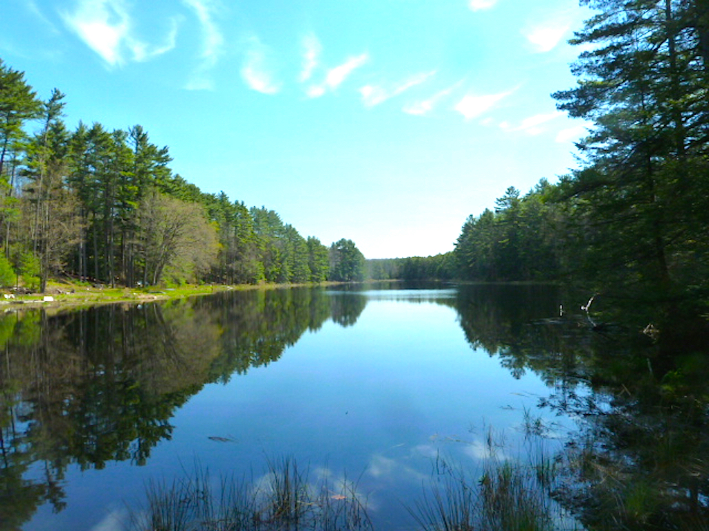 Stag Forest Lake