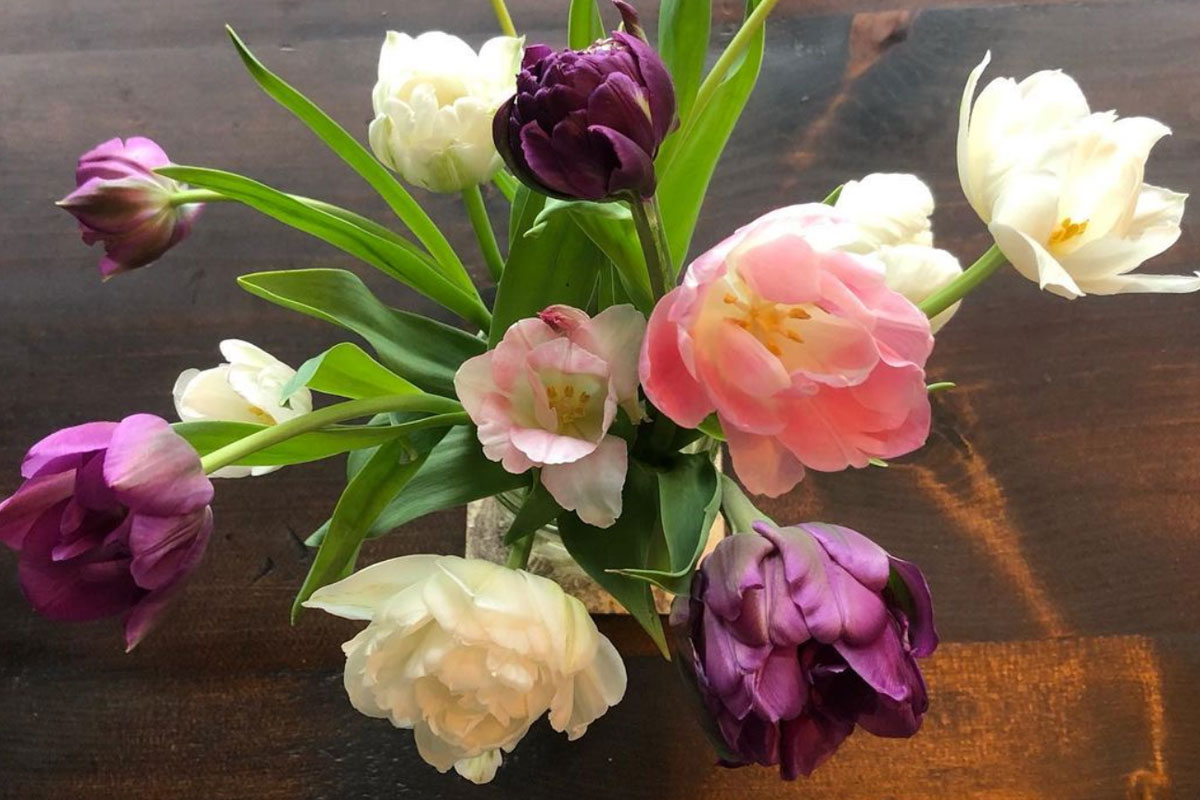 vase of gorgeous tulips