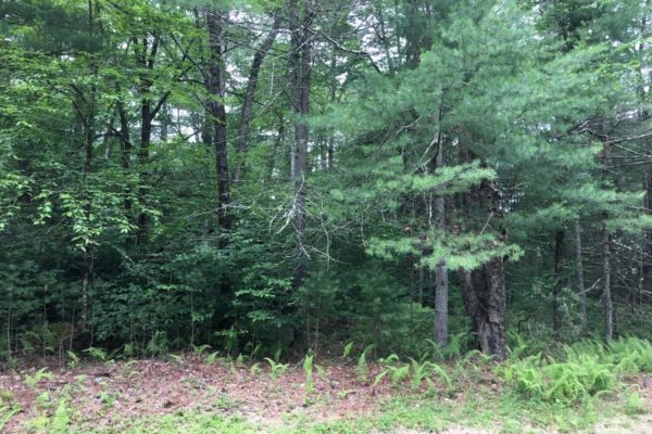 Forestburgh wooded lot