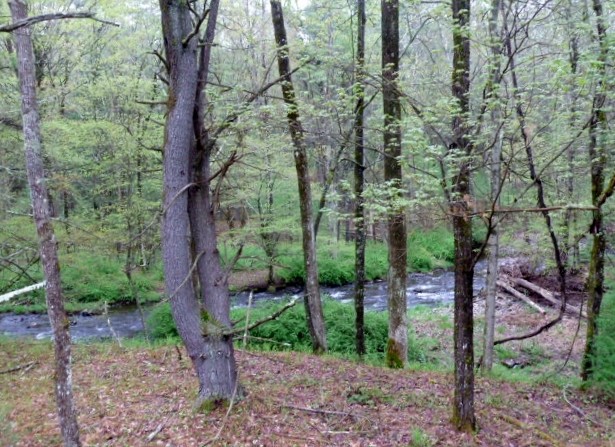 Mill Brook
